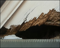 Squirrel damage in Shenandoah Valley VA