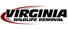 Shenandoah Valley Wildlife Removal